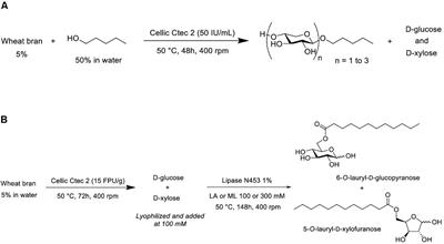 An Integrated Enzymatic Approach to Produce Pentyl Xylosides and Glucose/Xylose Laurate Esters From Wheat Bran